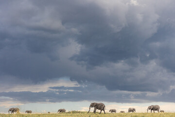 Elefant