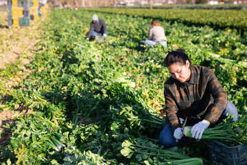 Naklejka na ściany i meble Woman engaged in cultivation of organic vegetables, arranging crop of ripe celery in boxes on field. Harvest time