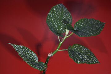 Result of focus stacking of Begonia Maculata illuminated by artificial light, casting shadows on a red background.