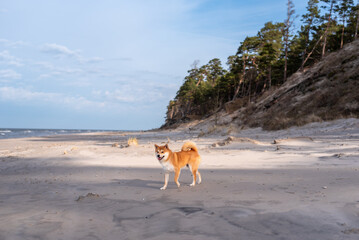 A red shiba inu dog is walking on the Baltic sea beach in Bernati, Latvia in the end of winter