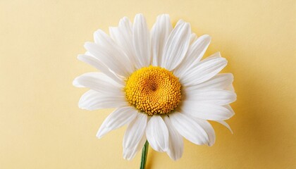 Fototapeta na wymiar Beautiful chamomile daisy flower on neutral yellow background. Minimalist floral concept with copy space. Creative still life summer, spring background 