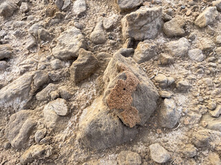 Obraz premium Shells left over from Barnacles that grew on rocks in the Salton Sea, California.