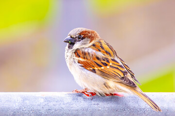 Very detailed close-up of a wild sparrow in the city