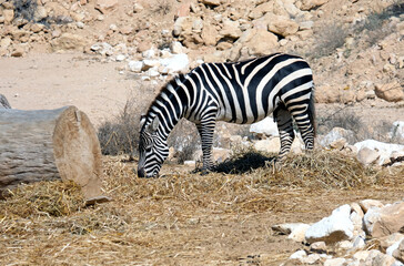 Fototapeta na wymiar Burchell's zebra (Equus quagga burchellii) in the zoo enclosure