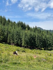 cows in the mountains