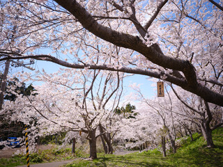 松前町の桜 