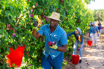 Positive african male gardener with red bucket picking sweet plums from tree at orchard