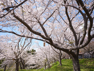 松前町の桜 