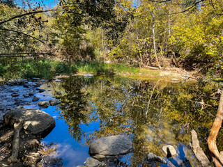 A Riparian Habitat with a Pond on the California Coast with Palm Trees and other Plants