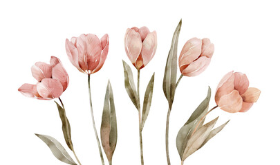 set of pink tulips on a white background, watercolor illustration.