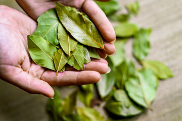 Holding dried bay leaves. Culinary concept. 