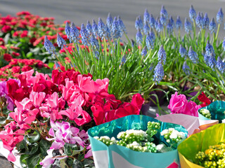 Blue Hyacinthus and other colorful spring flowers for sale in store