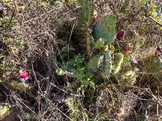 Prickly Pear Cactus with Fruit Seed Pods