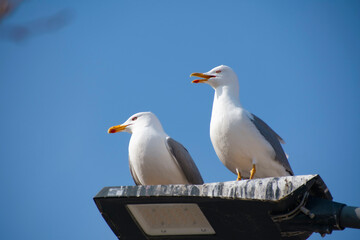 Two seagulls standing on a street lamp