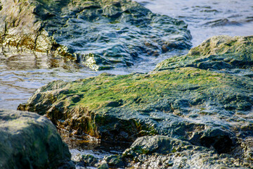 green algae formed on rocks in the sea