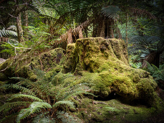 Mossy rocks and logs on the Tarkine forest floor