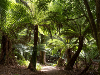 Path through tree ferns in an Australian Rainforest with sunlight