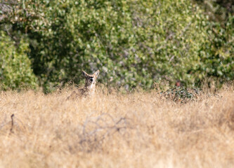 A California Coyote Watching Hikers from a Grassy Field