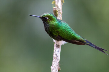 colibrí  esmeralda