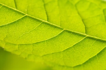 Leaf Texture, veins close-up, green leaf in nature.Background texture wallpaper. Back lit natural scene