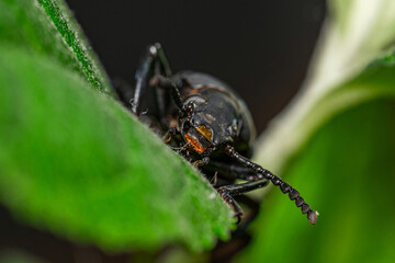 Darkling beetle. Coleoptera Carabidae Insects in Nature. Mealworm beetle Tenebrio molitor, a species of darkling beetle pest of grain and grain products as well as home products