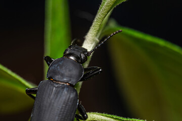 Darkling beetle. Coleoptera Carabidae Insects in Nature. Mealworm beetle Tenebrio molitor, a species of darkling beetle pest of grain and grain products as well as home products