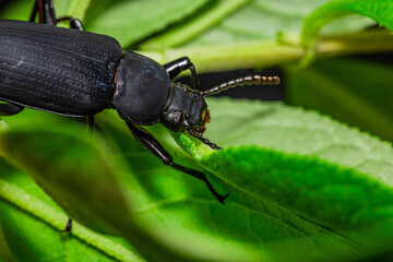 Darkling beetle. Coleoptera Carabidae Insects in Nature. Mealworm beetle Tenebrio molitor, a species of darkling beetle pest of grain and grain products as well as home products