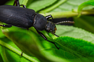 Darkling beetle. Coleoptera Carabidae Insects in Nature. Mealworm beetle Tenebrio molitor, a species of darkling beetle pest of grain and grain products as well as home products