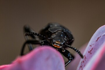 Darkling beetle. Coleoptera Carabidae Insects in Nature. Mealworm beetle Tenebrio molitor, a species of darkling beetle pest of grain and grain products as well as home products