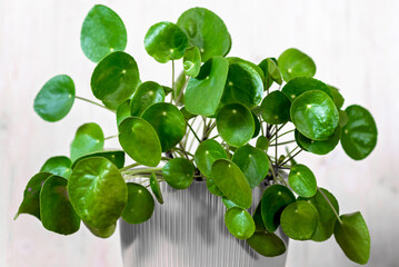 Small Pilea Peperomioides house plant in a gray pot in front of a black wall, Chinese money plant, copy space, the Chinese money plant or missionary plant. - 746852797