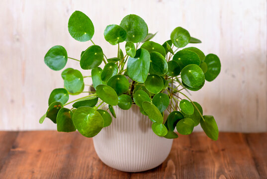 Small Pilea Peperomioides house plant in a gray pot in front of a black wall, Chinese money plant, copy space, the Chinese money plant or missionary plant.