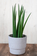 Sansevieria cylindrica Straight - Snake Plant Care, clean air plant