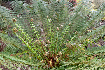 Close up of an ornamental tree fern