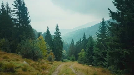 Photo sur Aluminium Matin avec brouillard Mountain landscape with green forest