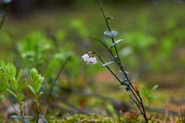 Vaccinium vitis-idaea, family Ericaceae. Pale pink lingonberry flowers in the forest in spring.
