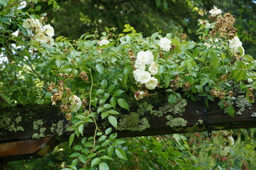 white flowers in the garden