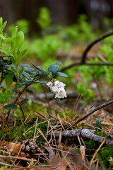 Vaccinium vitis-idaea, family Ericaceae. Pale pink lingonberry flowers in the forest in spring.
