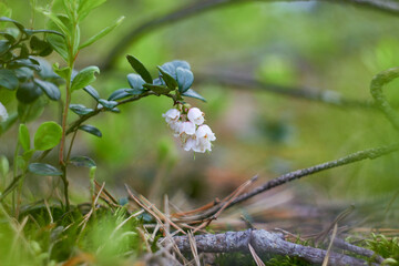 Vaccinium vitis-idaea, family Ericaceae. Pale pink lingonberry flowers in the forest in spring.
