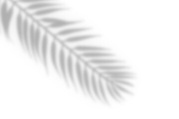 Realistic shadow from tropical plants leaf on white background. Tree branch shadow overlay effect, png file