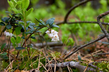 Vaccinium vitis-idaea, family Ericaceae. Pale pink lingonberry flowers in the forest in spring.

