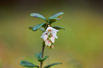 Vaccinium vitis-idaea, family Ericaceae. Pale pink lingonberry flowers in the forest in spring.
