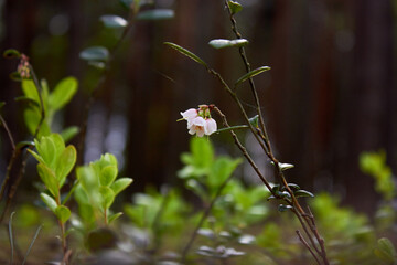 Vaccinium vitis-idaea, family Ericaceae. Pale pink lingonberry flowers in the forest in spring.
