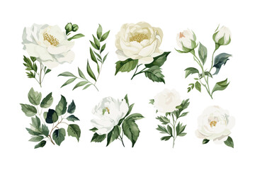 Set watercolor floral elements of peony, rose, collection garden white flowers, green leaves, branches, Botanic illustration isolated on white background