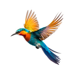 Fototapeta premium Multicolor tropical bird flying, isolated on white background