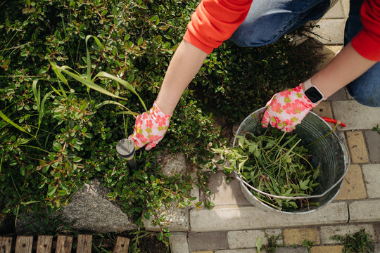 A young woman pulls weeds in her huge garden in the spring, clearing the garden after winter