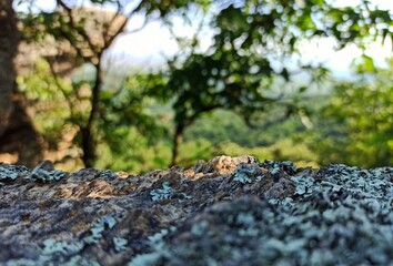 
Afternoon atmosphere on a rock in the shade with a view of the deep forest and the rays of the sun penetrating through the branches of the trees.