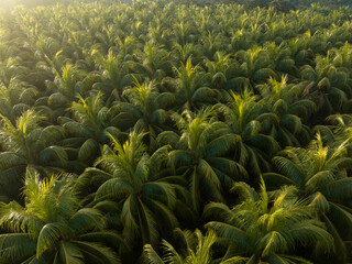 Top view of coconut trees field