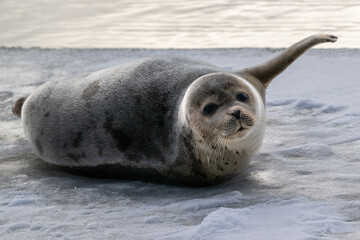 A young grey harp seal lays on an ice pan with its hairy forearm flippers with blunt claws. The...