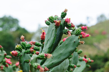 Green Cactus with beautful flowers