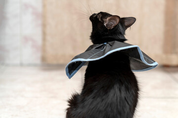 The cat wears a cone collar to protect and prevent licking the wound after sterilization. Neutering the male cat. Sick cat concept. wearing a transparent plastic Elizabethan collar, plastic cone - obrazy, fototapety, plakaty